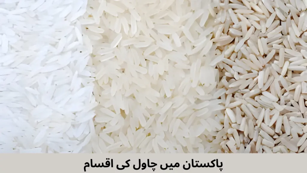 Rice Prices in Pakistan Today