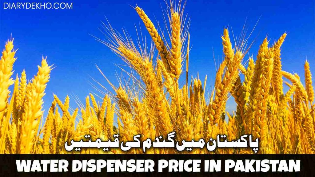 wheat prices in pakistan today