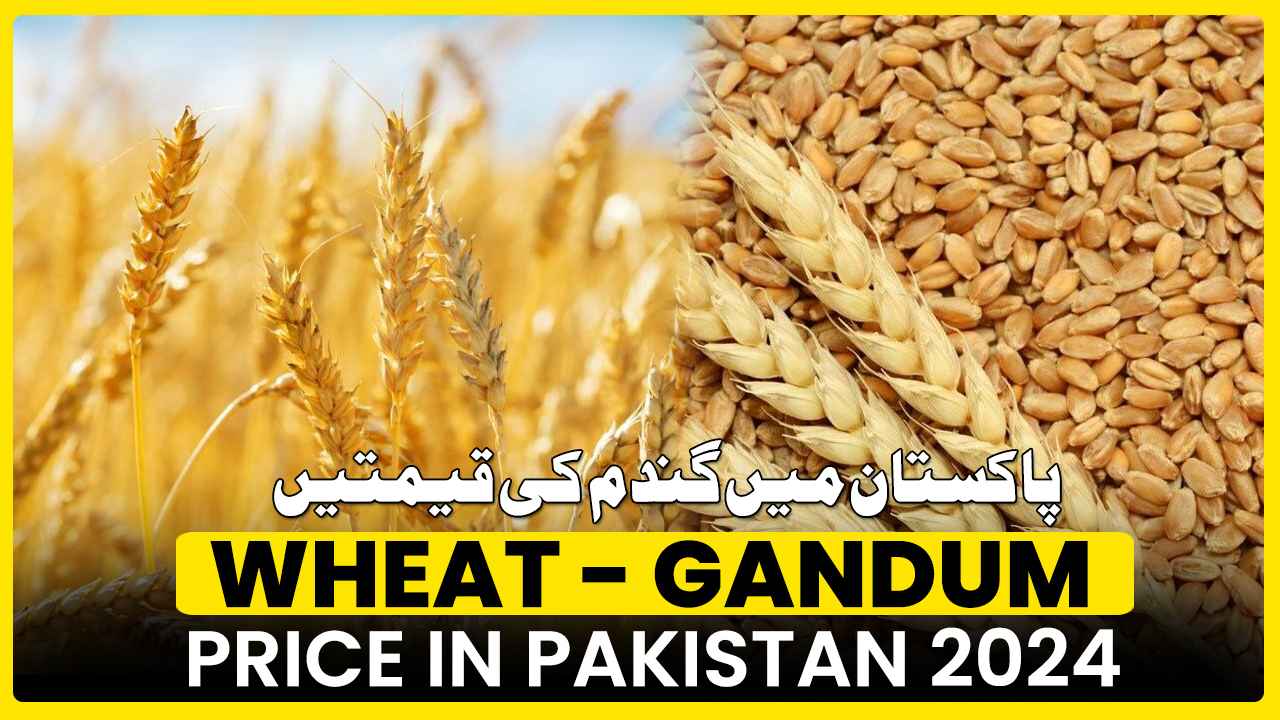 wheat price in pakistan