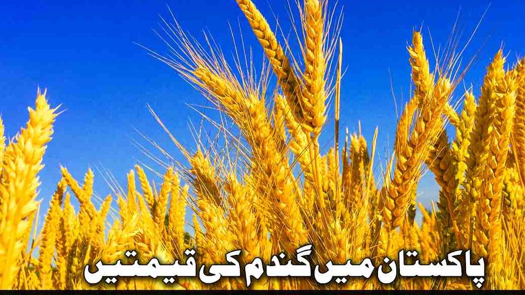 wheat prices in pakistan today