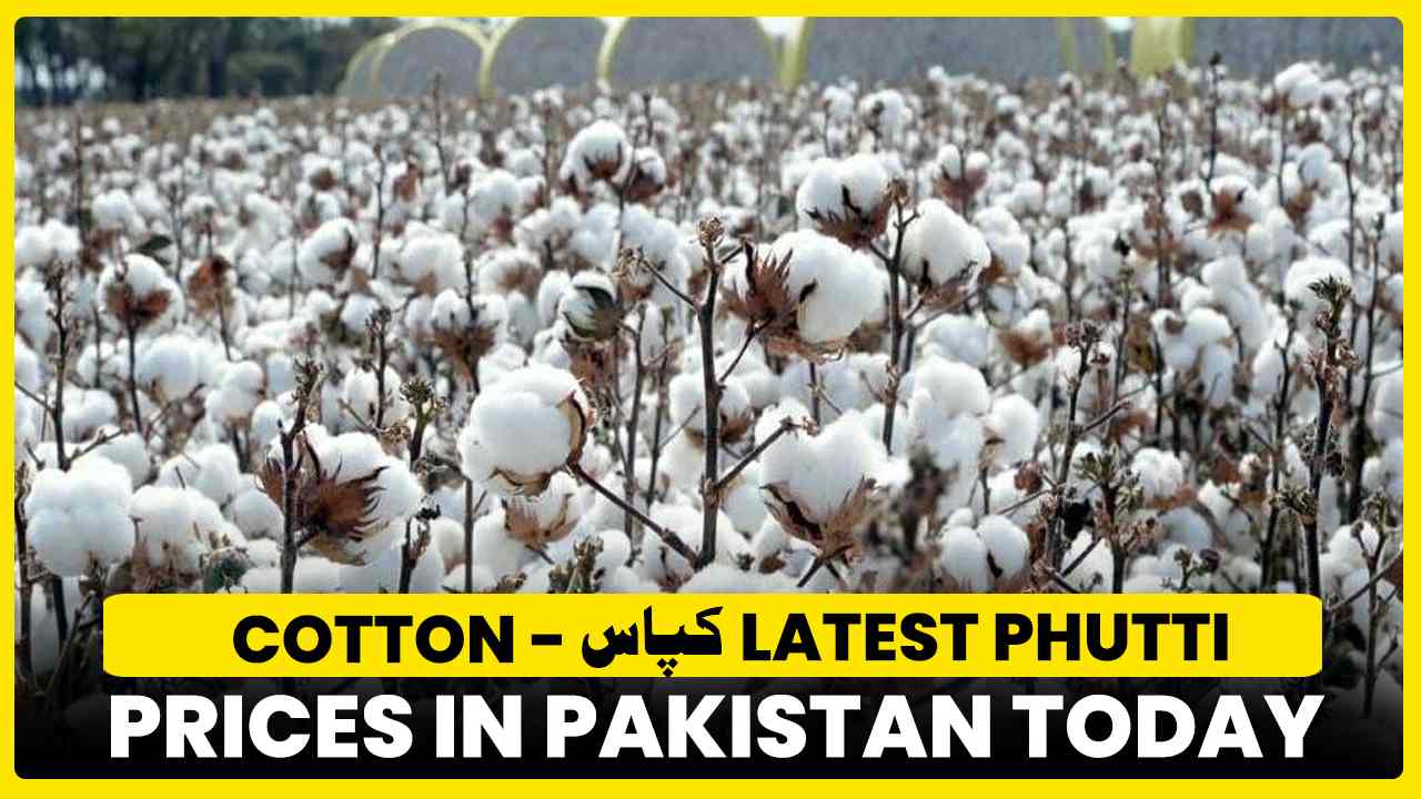 Cotton Rate in Pakistan