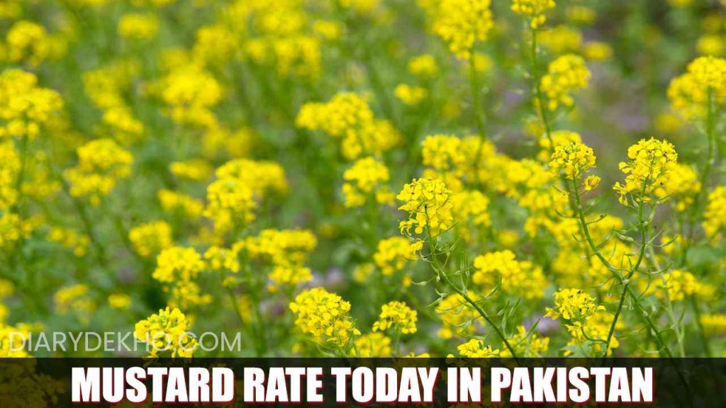 Mustard Sarson Price Today in Pakistan