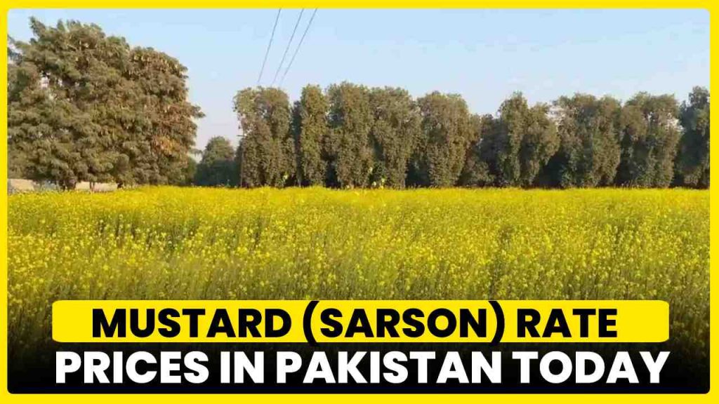 Mustard Sarson Rate Today in Pakistan