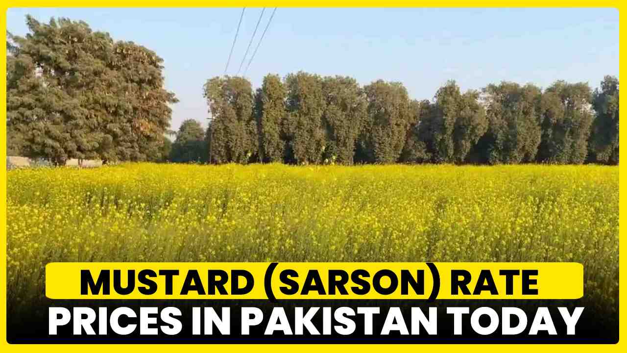 Mustard Sarson Rate Today in Pakistan