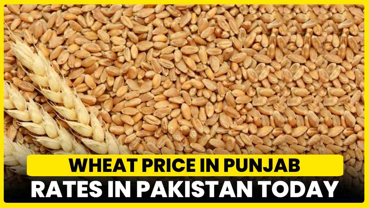 Wheat Price in Punjab