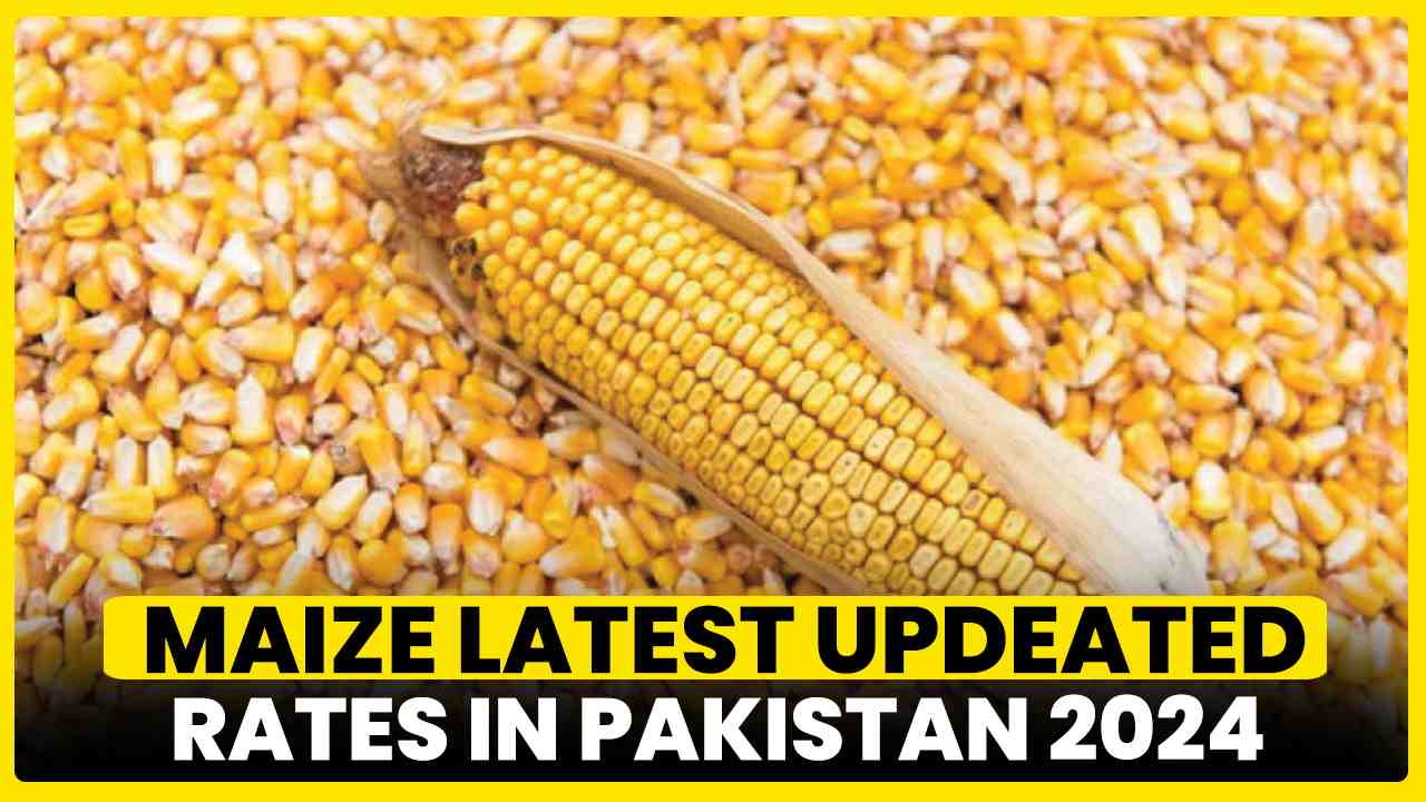 Maize Rate in Pakistan