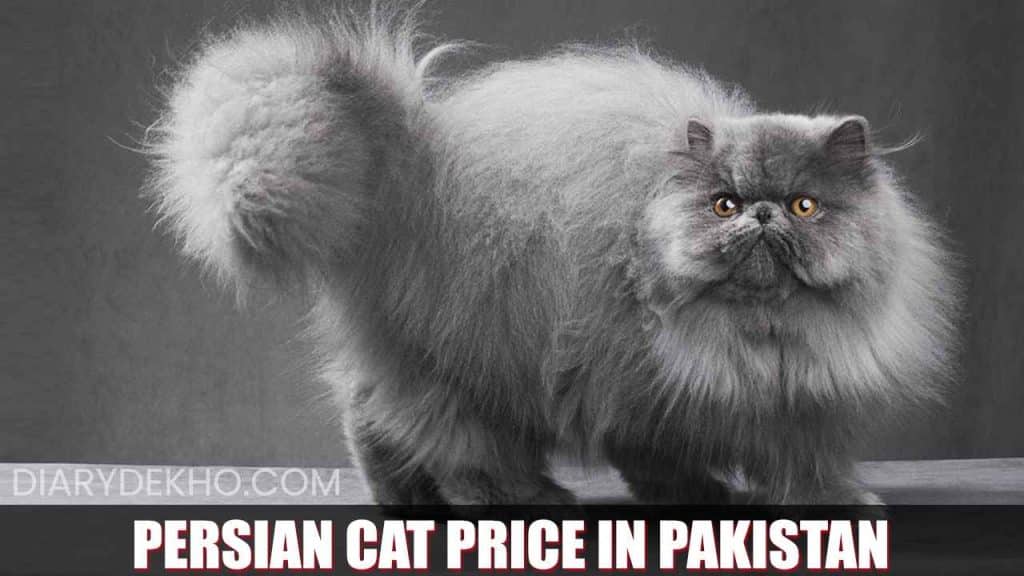 Persian Cat Price in Pakistan