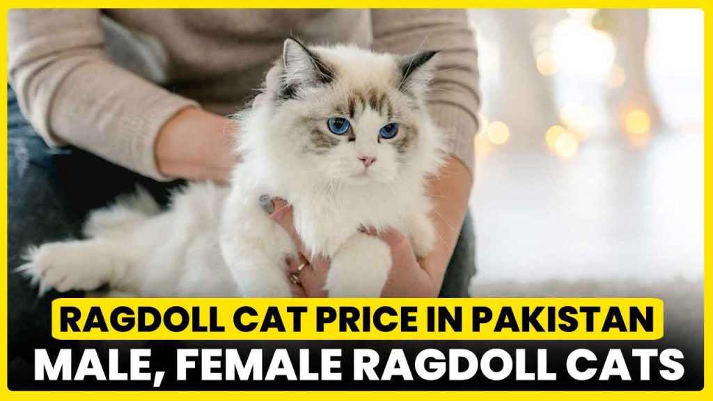 Ragdoll Cat Price in Pakistan