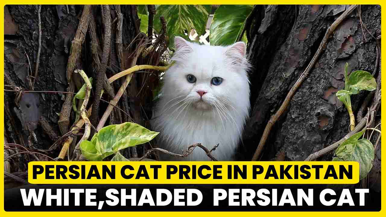 persian cat price