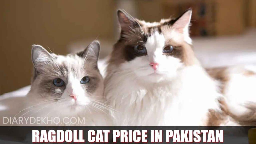 ragdoll cat price